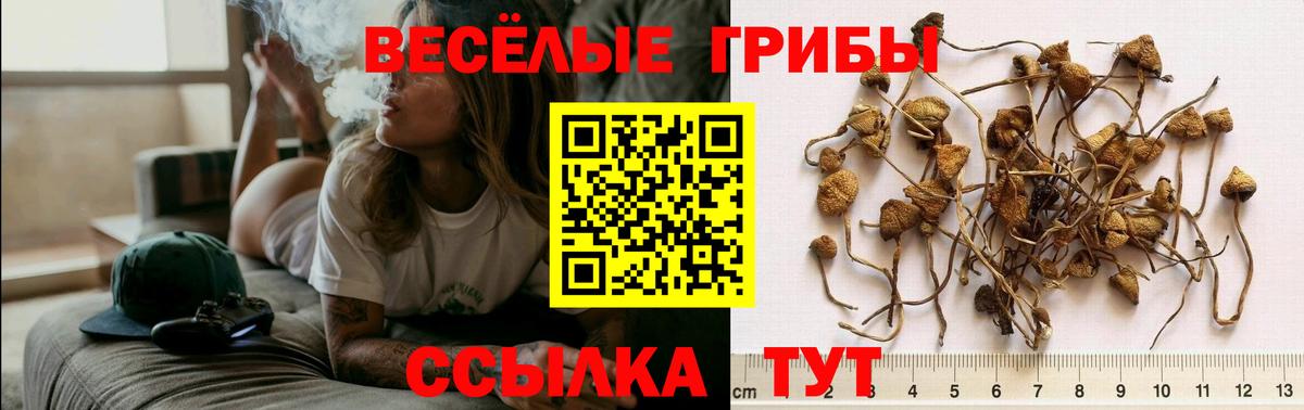 Воронеж  Псилоцибиновые грибы Psilocybine cubensis  как найти   Вход с VPN 